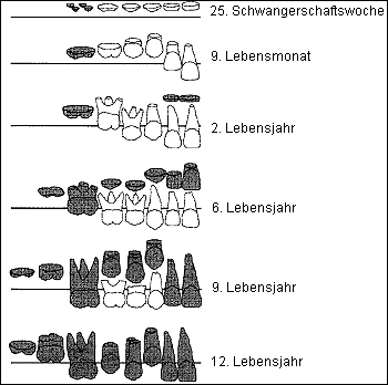 Zahnentwicklung